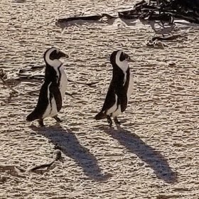 Two Penguins July 2018